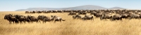 MaasaiMara_WilderbeestBlackRace_P9_2359_ Panorama_18_4x1
